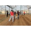 曹明山蔬菜播种机 韩国人参播种机 围农牌胡萝卜播种机