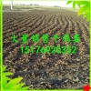 【茂丰肥业】葡萄专用有机肥|北京干鸡粪
