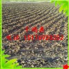葡萄一亩地用多少有机肥|河北葡萄专用有机肥|北京干鸡粪