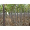 速生白蜡小苗批发、速生白蜡小苗报价【印鸿百】速生白蜡小苗基地