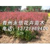【红叶小檗哪里有种植的？】山东红叶小檗主产地！青州红叶小檗！