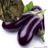 供应茂丰肥业价格合理的施茂丰牌鹌鹑粪_哪家鹌鹑粪好价格