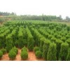 小龙柏种植【热销ing】小龙柏批发——红海花卉