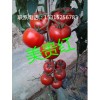好的以色列进口的耐低温西红柿种子美贵红