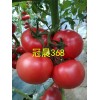 【高产大红番茄种子】高产荷兰番茄种子价格、进口番茄种子批发