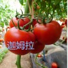 【以色列进口西红柿种子】高产以色列西红柿种子迦姆拉