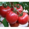 优质高产番茄种子_优质进口西红柿种子_优质抗TY病有害番茄种子