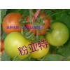 进口高产西红柿种子_荷兰进口耐低温番茄种子