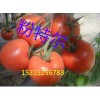 荷兰进口优质番茄种子--粉特尔