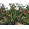 石榴树苗供应商☆★山东石榴树苗基地△▲石榴树苗批发价格