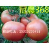 冠晨368-优质高产抗TY病有害西红柿种子