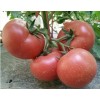 抗TY 高产、荷兰、进口粉红果番茄种子@西红柿种子