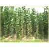 山东速生杨批发|速生杨销售基地，树海环保先锋欢迎您的加入