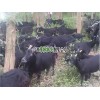南宁努比亚黑山羊种羊出售 抢手的马山黑山羊市场价格