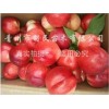 安徽映霜红桃苗，品种好的映霜红桃苗出售