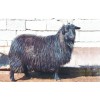 盖州牙山黑绒山羊价格_好的牙山黑绒山羊承山绒山羊繁育专业合作社供应
