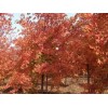 【好美！！】秋日梦幻-北美红枫种植||秋日梦幻红枫