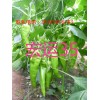 大棚高产辣椒种子_坐果能力强的耐高温辣椒种子