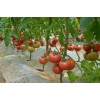 优质高产番茄种子供应商_寿光耐高温西红柿种子品种