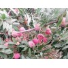 青州映霜红桃供应，供应映霜红桃苗，映霜红果树苗种植