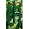 高产黄瓜种子批发价格|山东优质嫁接黄瓜种子供应商