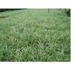 【duang！】麦冬草批发商|麦冬草供应|麦冬草批发基地