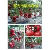 冠晨368荷兰进口西红柿种子种苗_选晨宏种业，优质番茄种子