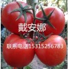 优质高产番茄种子批发/供应早熟高产西红柿品种