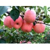 【水果帮】烟台苹果苗 烟台苹果苗木种植 烟台苹果苗木哪家好