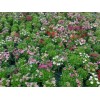 【飘零丶花满天！】地被石竹种植基地【山东地被石竹批发价格】