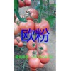 高产耐高温西红柿种子_荷兰耐热番茄种子