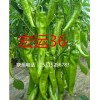 【辣椒种子供应】长期批发高产抗病有害辣椒种子