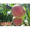 早红王毛桃种植￥早红王大量供应￥青州早红王
