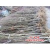 占地桃苗_供应山东品种好的占地桃苗