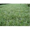 【买买买】麦冬草供应+麦冬草培育基地+麦冬草种植基地