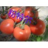 粉果抗TY病有害西红柿种子选哪家好【荷兰优质番茄种子】