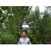 木瓜树苗价格：有创意的木瓜树