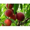 贵州大红桃苗，想要高纯度大红桃苗就来桂林亿朵鲜果苗种植