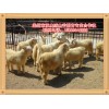 营口名声好的辽宁绒山羊供应商推荐：辽宁绒山羊母羊批发价格出售