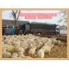 承山绒山羊繁育专业合作社划算的辽宁绒山羊母羔出售：辽宁绒山羊