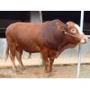 利木赞牛批发价格：出色的利木赞牛供应商就在潍坊