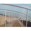 潍坊具有良好口碑的温室工程——温室大棚工程报价
