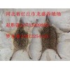 供应沧州新品河北省任丘市刺猬养殖_干品刺猬