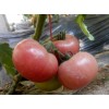 粉特2号_耐低温西红柿种子，潍坊荷兰进口西红柿种子