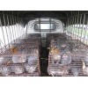 供应桂林优质的广西竹鼠：竹鼠种苗