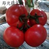高产进口西红柿种子_冠晨1508荷兰引进西红柿种子
