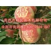 优惠的晚熟毛桃，要买映霜红晚熟毛桃新品种就到青州利民苗木