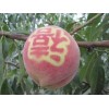 晚熟毛桃值得信赖|大量出售映霜红晚熟毛桃新品种