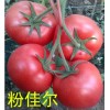 抗Ty高产番茄种子_荷兰优质番茄种子