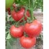 青州番茄苗 口碑好的番茄种苗优选康美农业